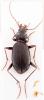 Nebria lafresnayi